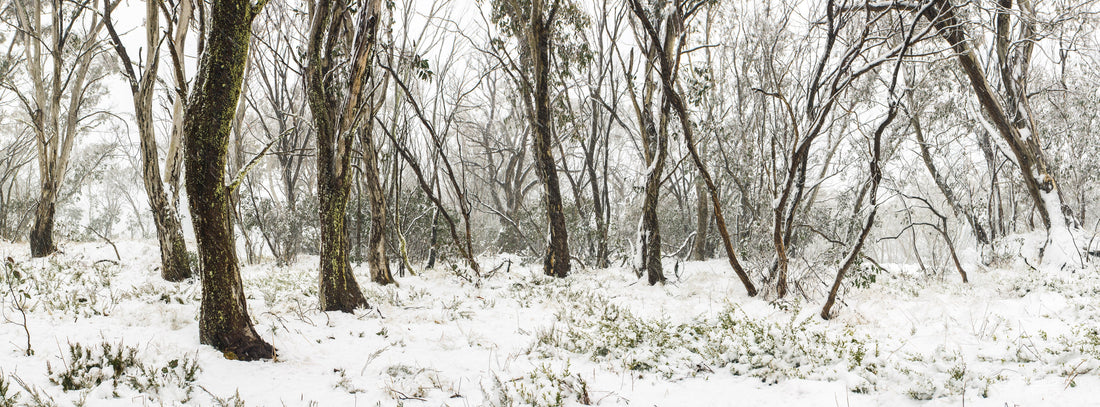 Snow Gums in Winter — Finding Balance Between Fatherhood and Creation