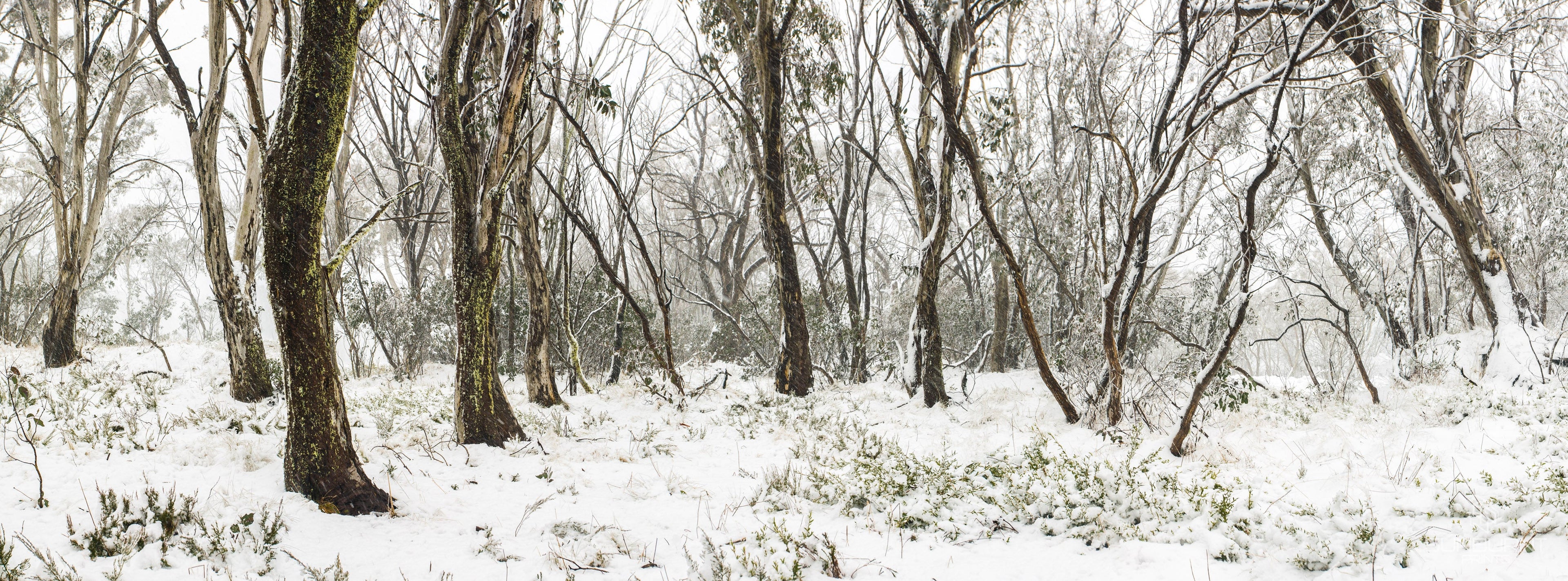 Snow Gums in Winter — Finding Balance Between Fatherhood and Creation