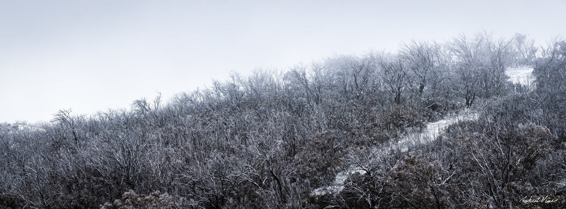 Snowfall in the Bare Eucalypts — A Fleeting Moment in Australia’s High Country