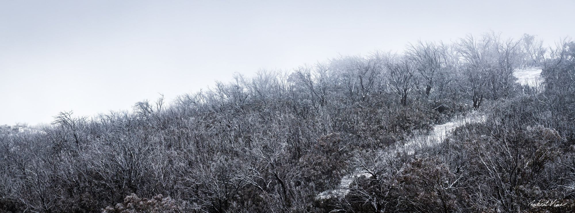 Snowfall in the Bare Eucalypts — A Fleeting Moment in Australia’s High Country