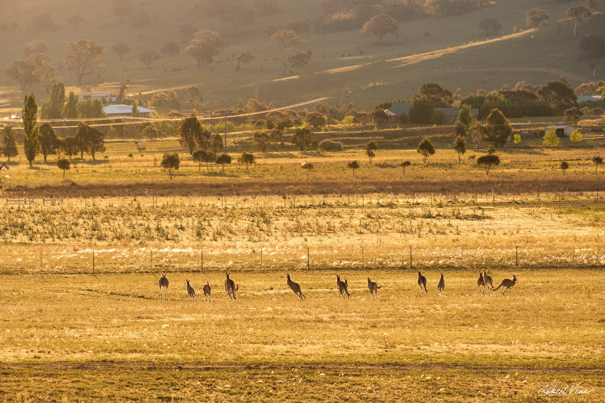 When the Dream Became Real: Finding Home Outside Canberra