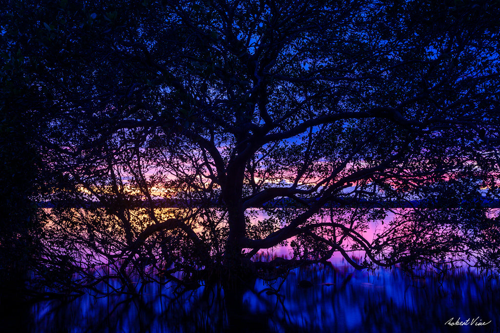 Silhouetted mangrove tree at twilight at Soldiers Point, Port Stephens, reflected in still water, photographed by Robert Vine