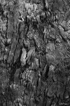 Black and white fine art photograph of a burnt tree’s textured bark at Tanilba Bay by Robert Vine