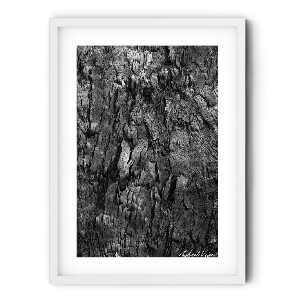 Black and white fine art photograph of a burnt tree’s textured bark at Tanilba Bay by Robert Vine