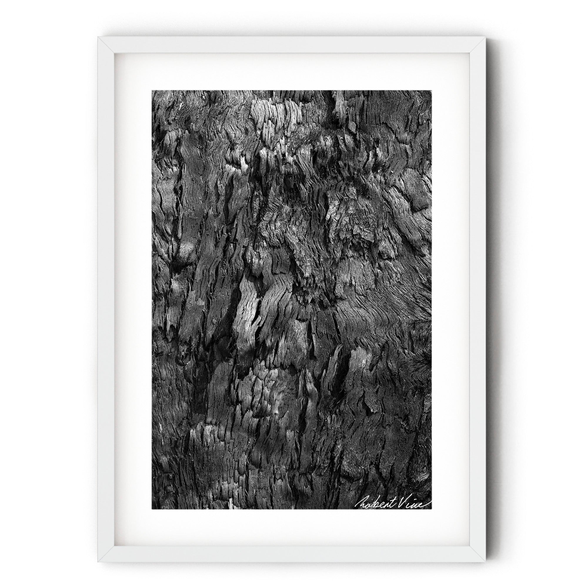 Black and white fine art photograph of a burnt tree’s textured bark at Tanilba Bay by Robert Vine
