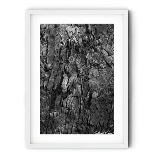 Black and white fine art photograph of a burnt tree’s textured bark at Tanilba Bay by Robert Vine