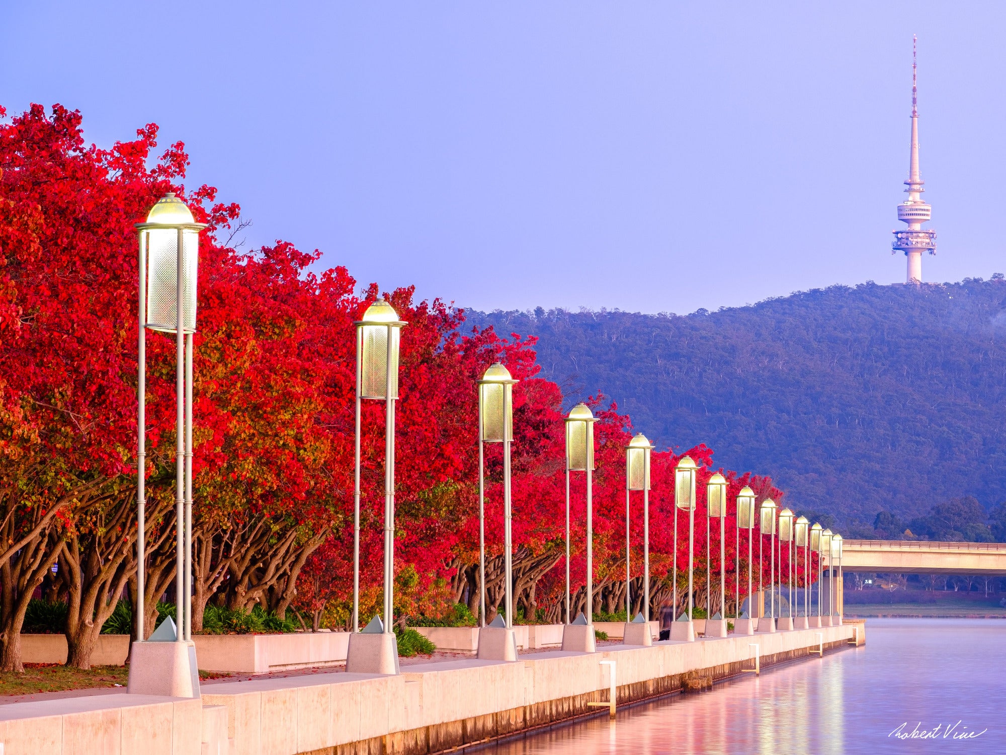 Autumn red trees along Lake Burley Griffin with glowing streetlights and Telstra Tower on Black Mountain in Canberra — vibrant Australian landscape wall art.