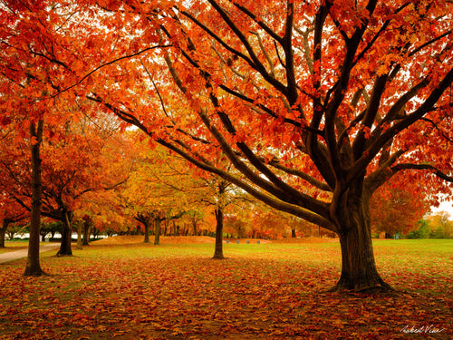 Fiery orange autumn maple tree with fallen leaves across a park in Canberra — warm seasonal Australian landscape fine art photography print.