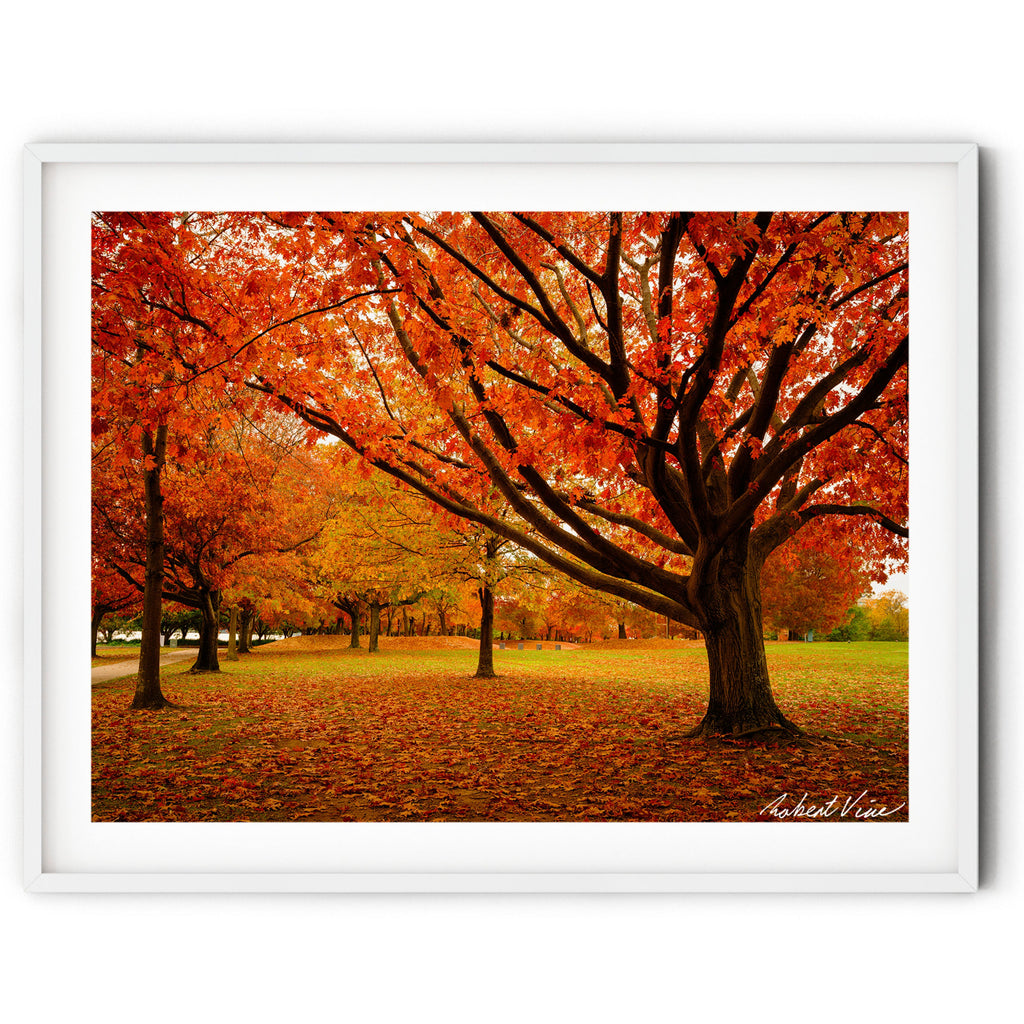 Fiery orange autumn maple tree with fallen leaves across a park in Canberra — warm seasonal Australian landscape fine art photography print.