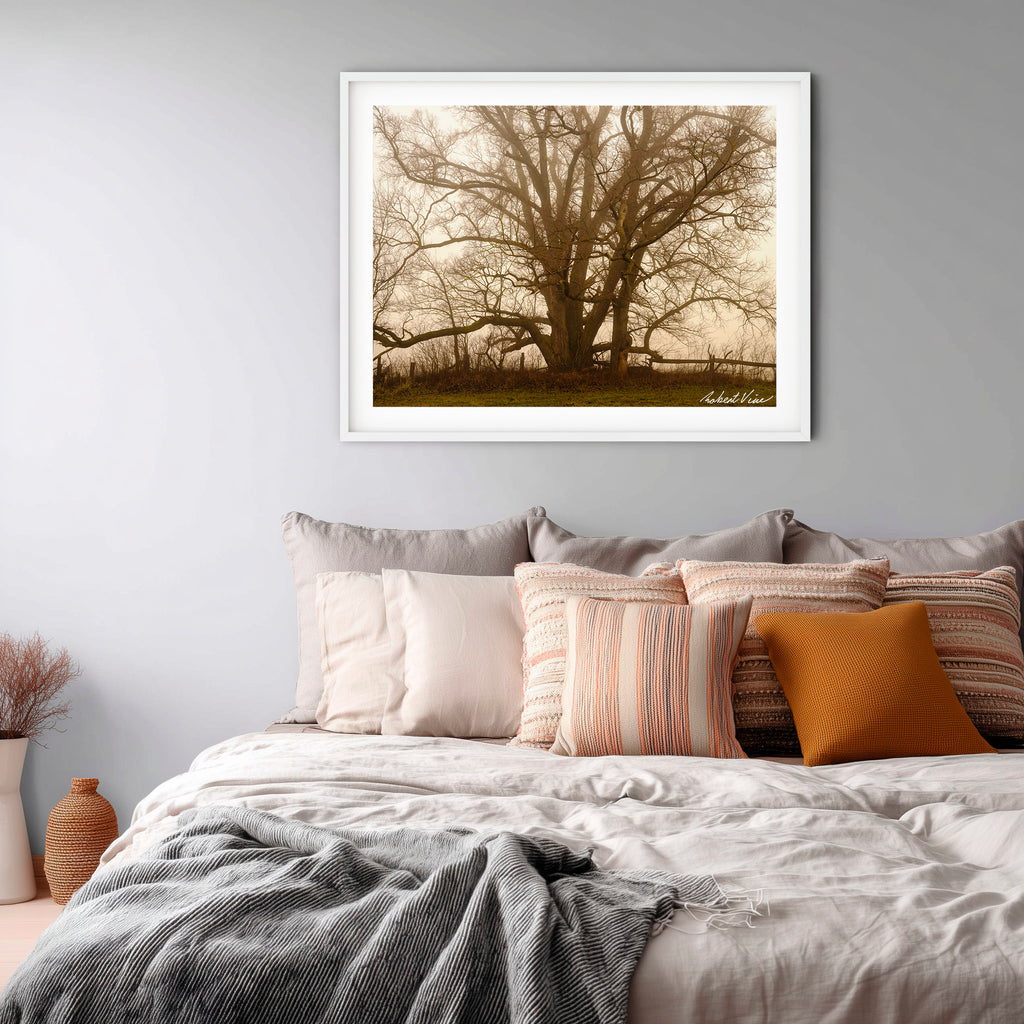 Ancient Sentinel in the Mist – Royalla Limited Edition Framed Print