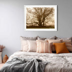 Ancient Sentinel in the Mist – Royalla Limited Edition Framed Print