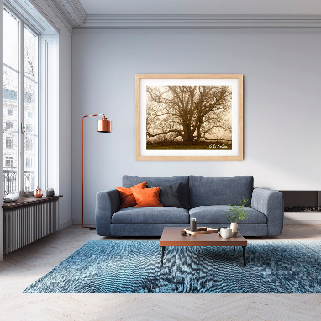 Ancient Sentinel in the Mist – Royalla Limited Edition Framed Print
