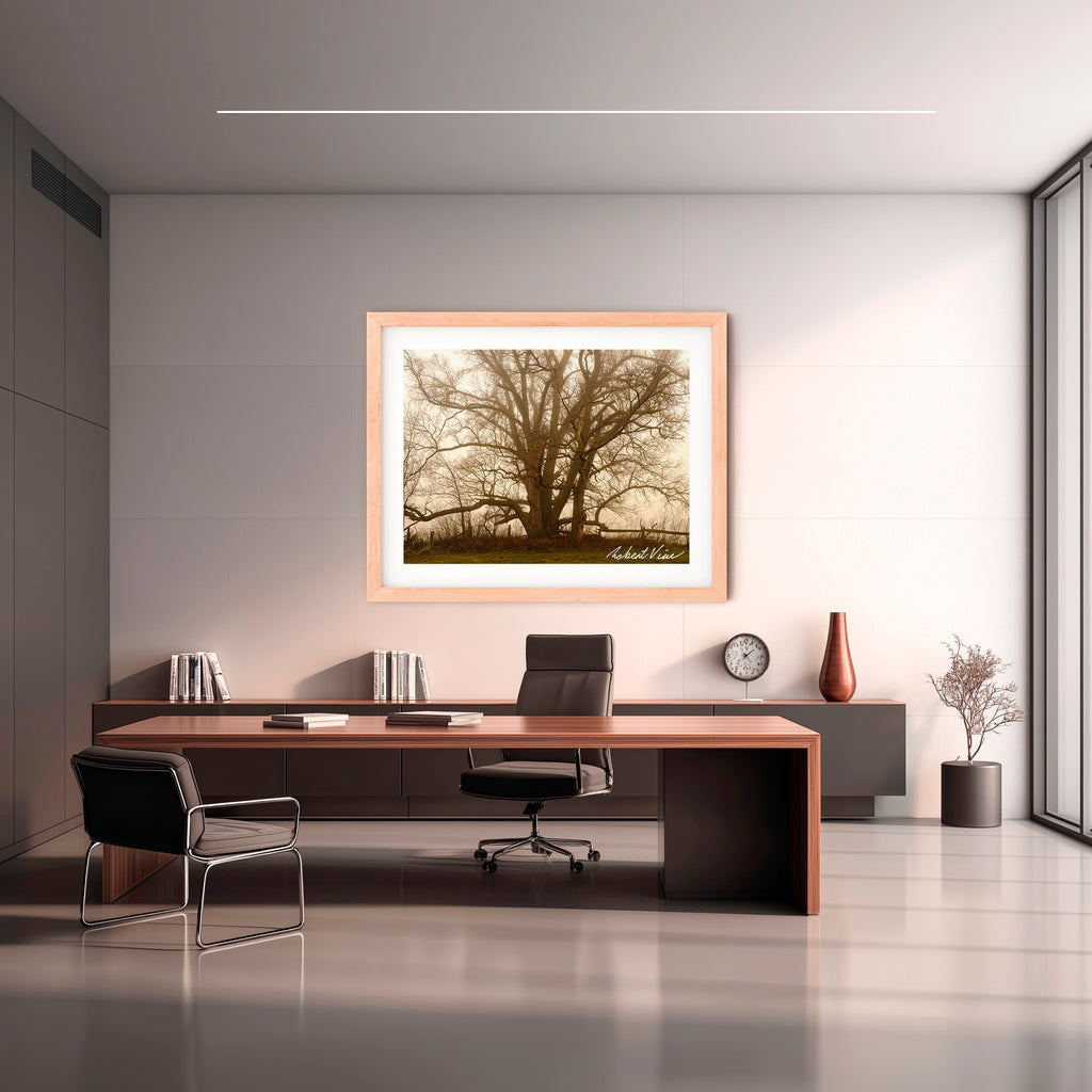 Ancient Sentinel in the Mist – Royalla Limited Edition Framed Print