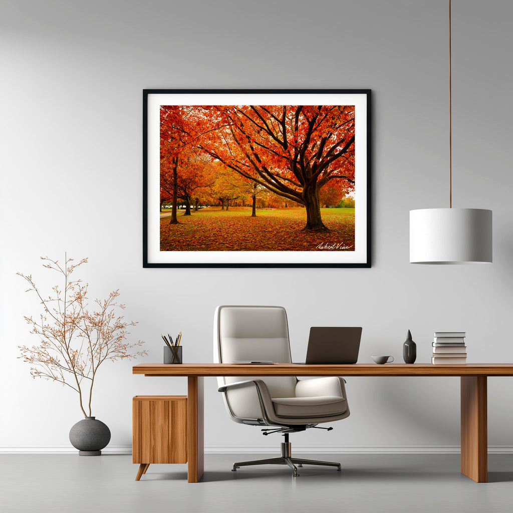 Autumn Glow in Canberra – Majestic Maple Trees Landscape Art By Robert Vine