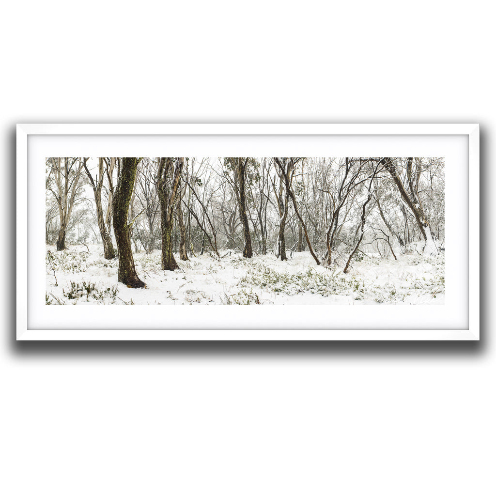 Australian snow gum forest covered in fresh snow during winter, textured eucalyptus tree trunks and alpine vegetation — fine art landscape photography by Robert Vine.