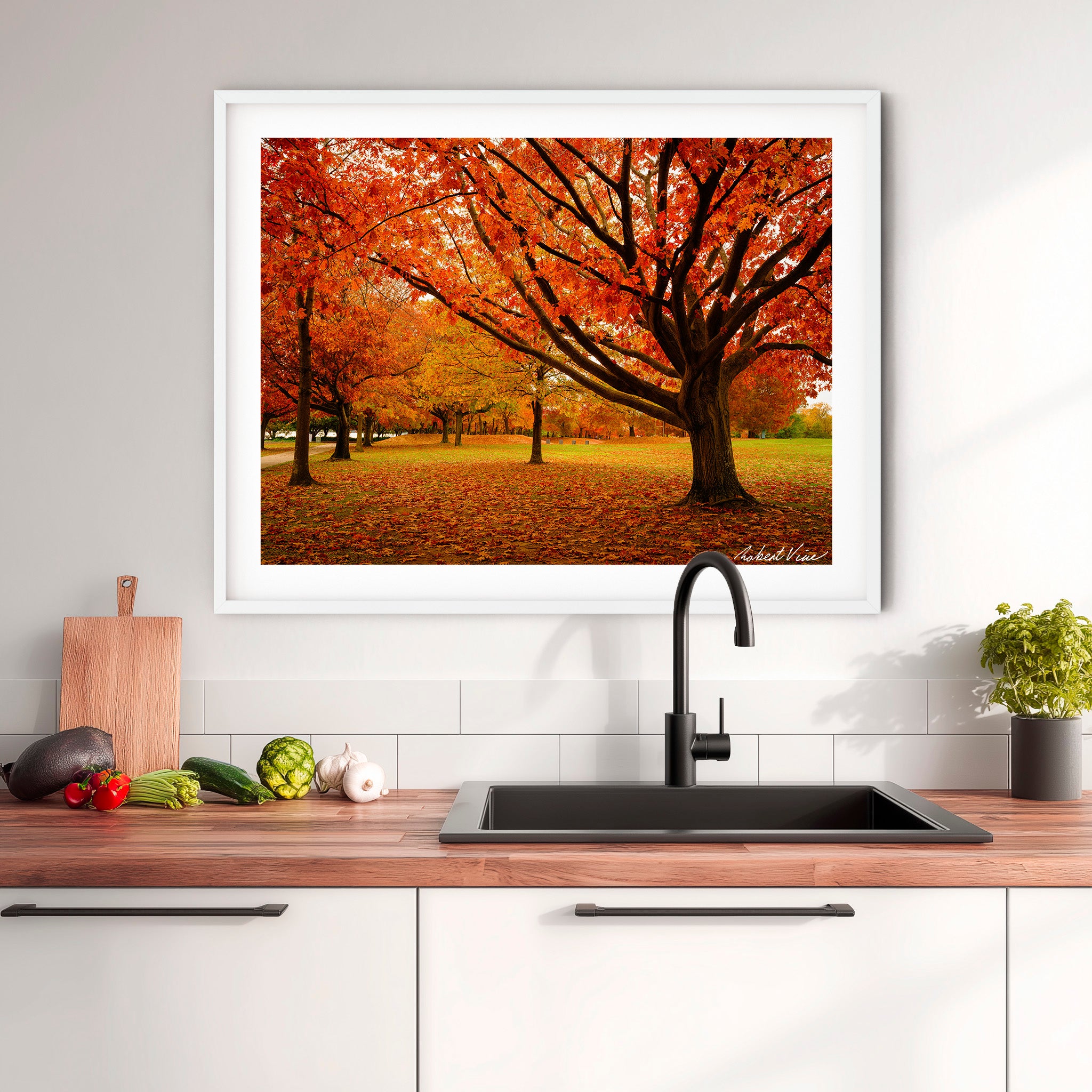 Autumn Glow in Canberra – Majestic Maple Trees Landscape Art By Robert Vine