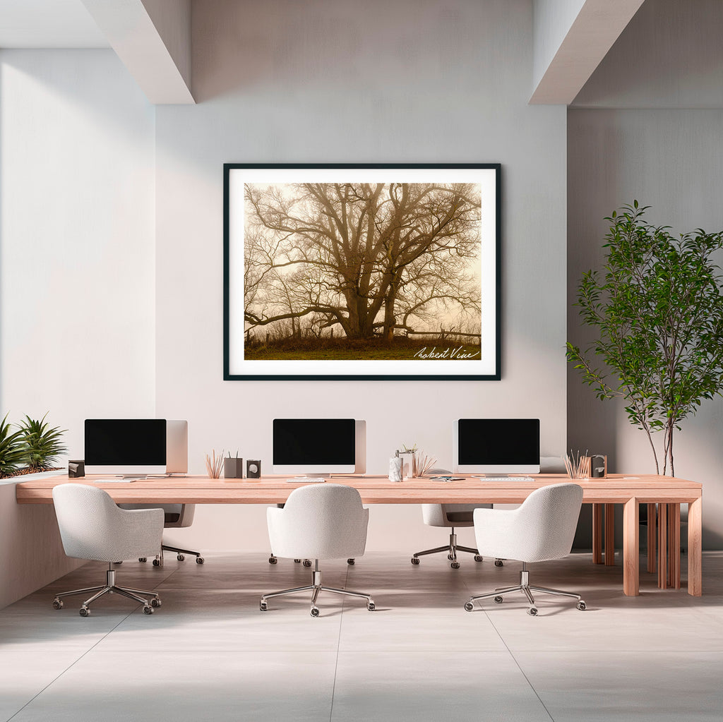 Ancient Sentinel in the Mist – Royalla Limited Edition Framed Print