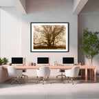 Ancient Sentinel in the Mist – Royalla Limited Edition Framed Print