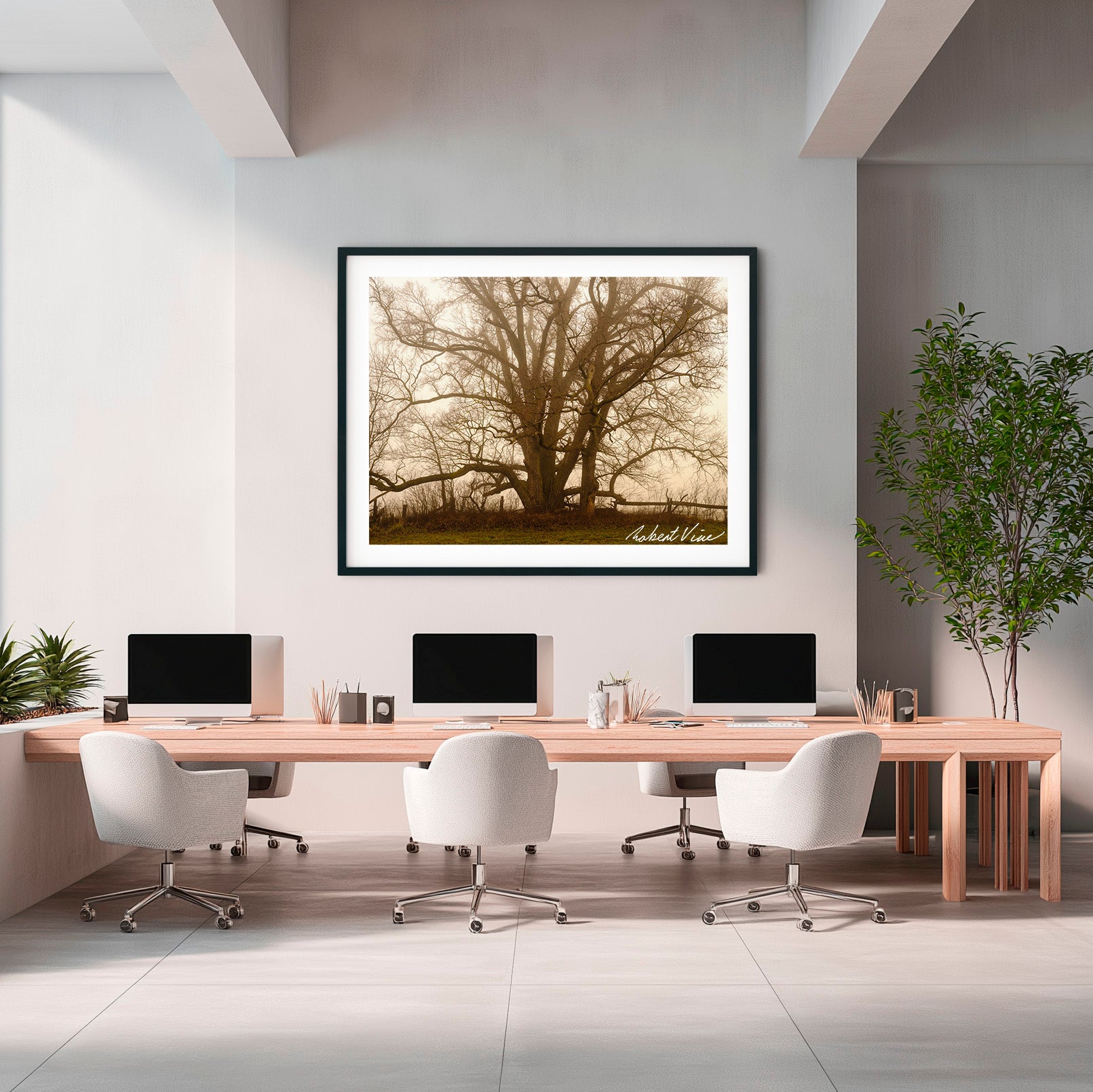 Ancient Sentinel in the Mist – Royalla Limited Edition Framed Print