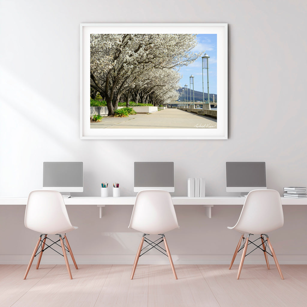 Blossoms Along the Lake – Limited Edition Framed Art Print