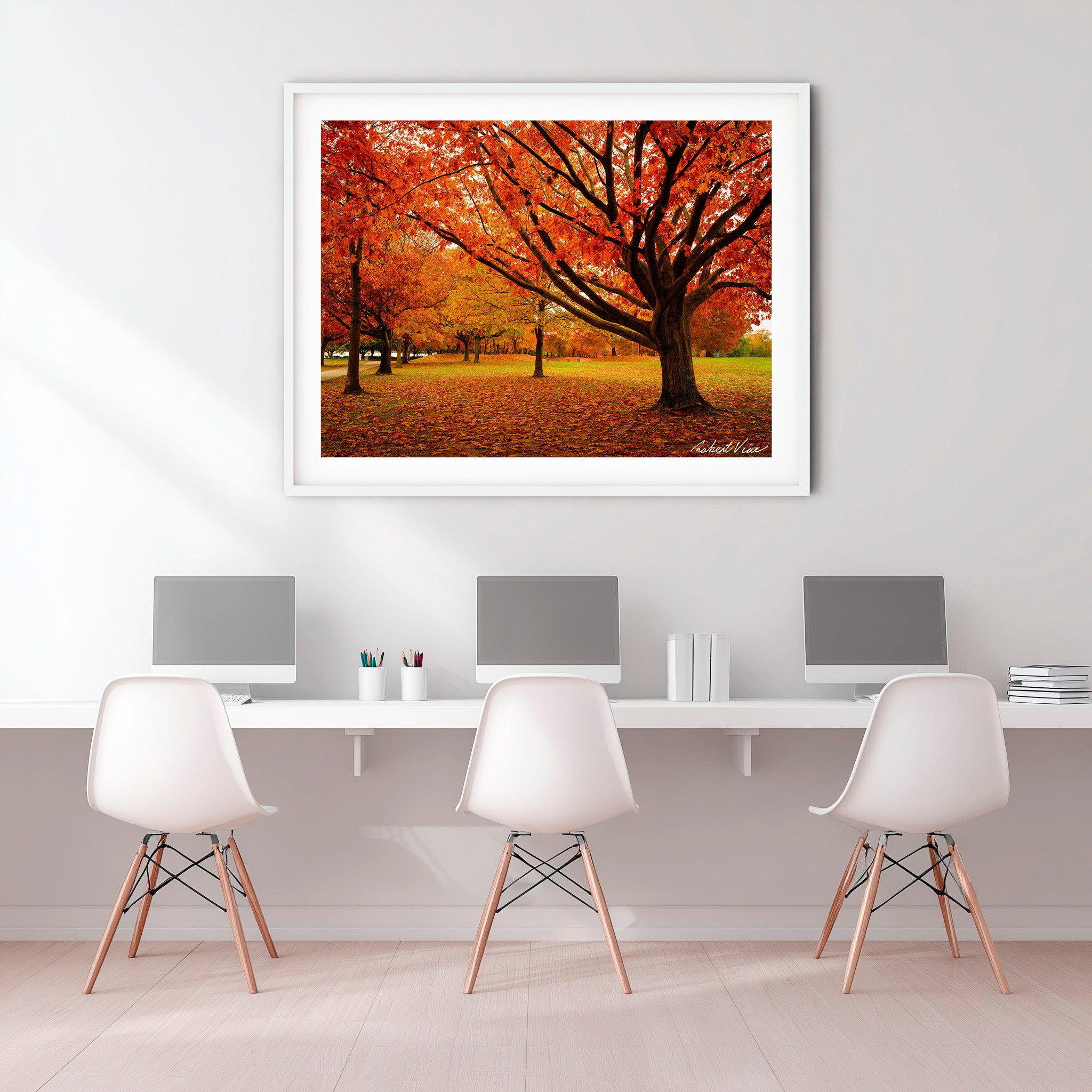 Autumn Glow in Canberra – Majestic Maple Trees Landscape Art By Robert Vine