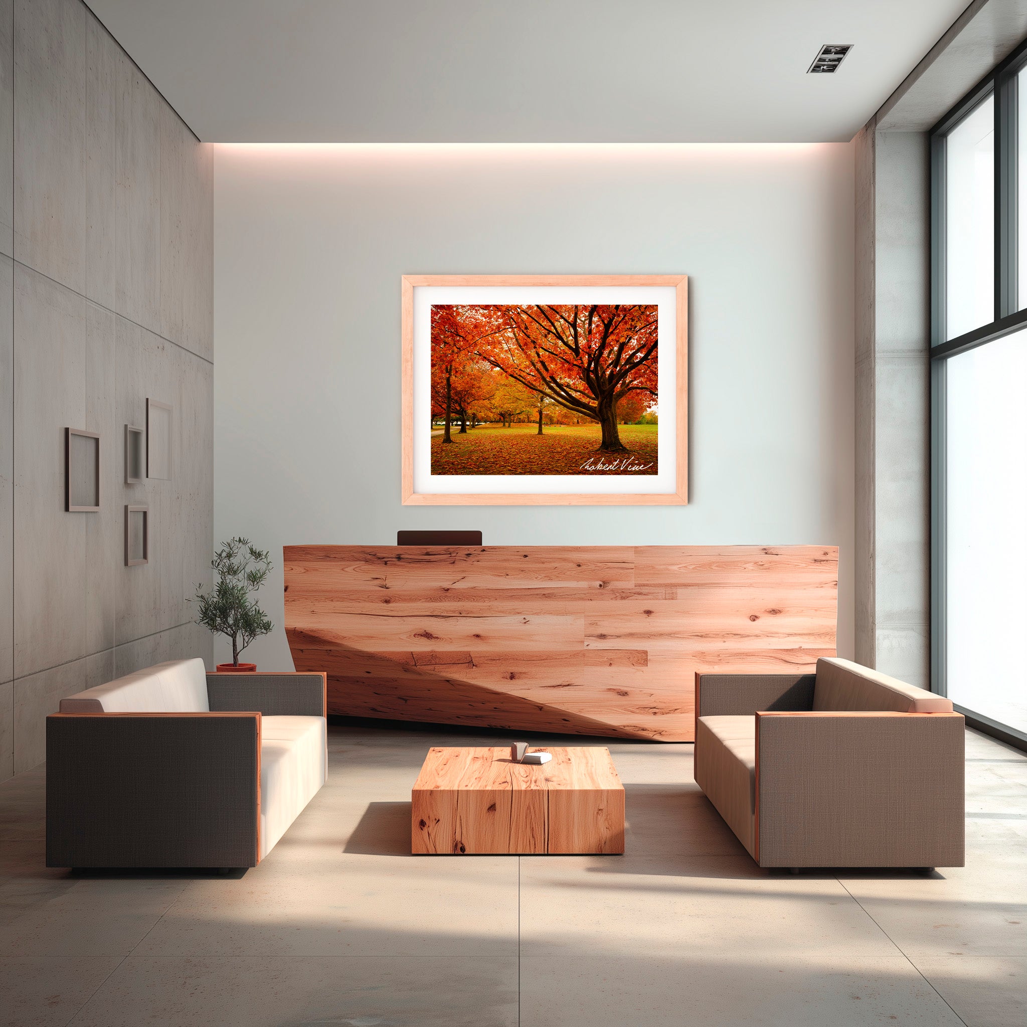 Autumn Glow in Canberra – Majestic Maple Trees Landscape Art By Robert Vine
