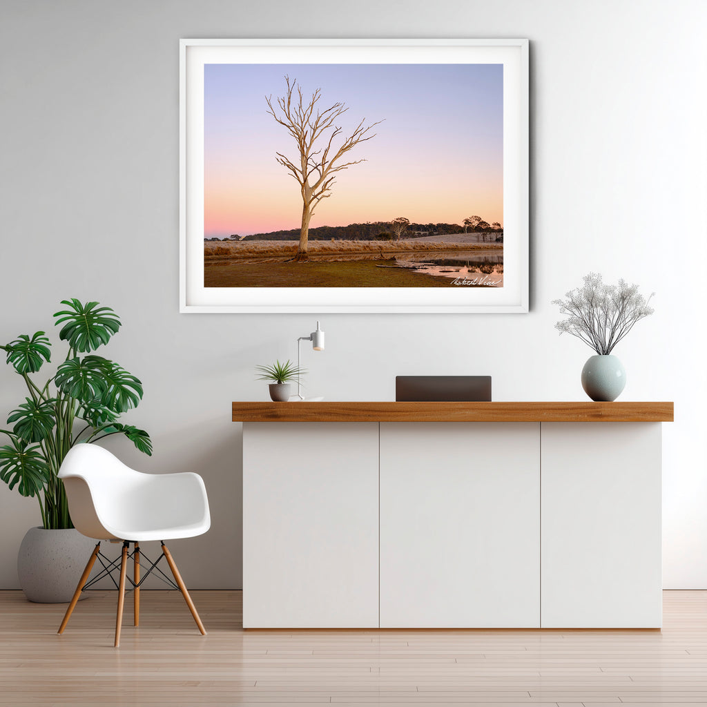 Winter Sentinel — Mulligans Flat Wetlands Limited Edition Framed Print