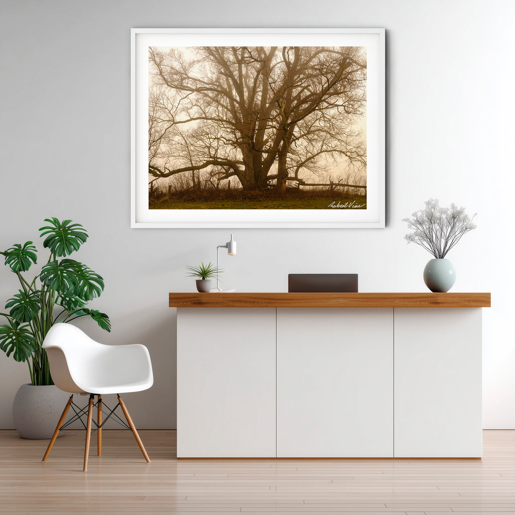 Ancient Sentinel in the Mist – Royalla Limited Edition Framed Print