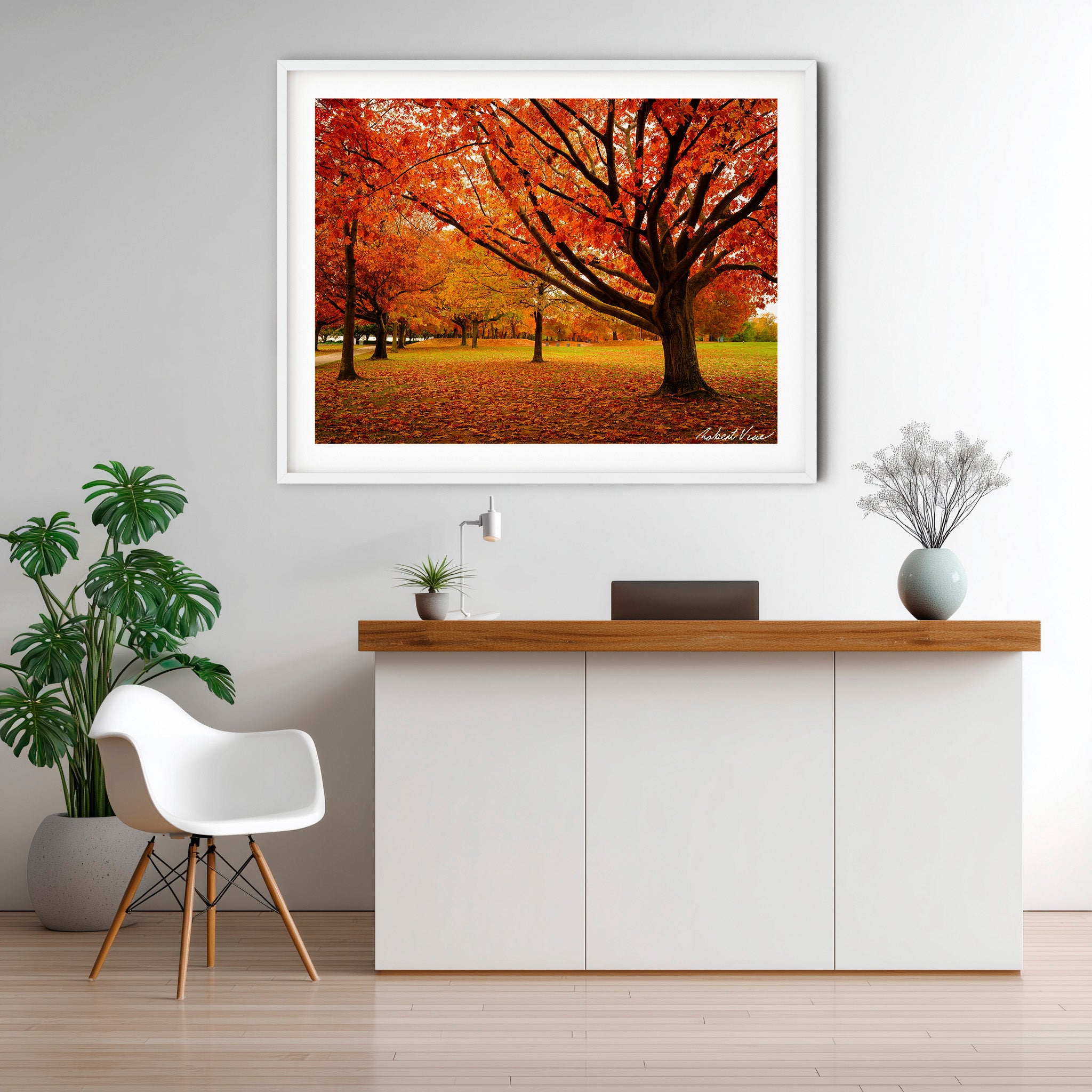 Autumn Glow in Canberra – Majestic Maple Trees Landscape Art By Robert Vine
