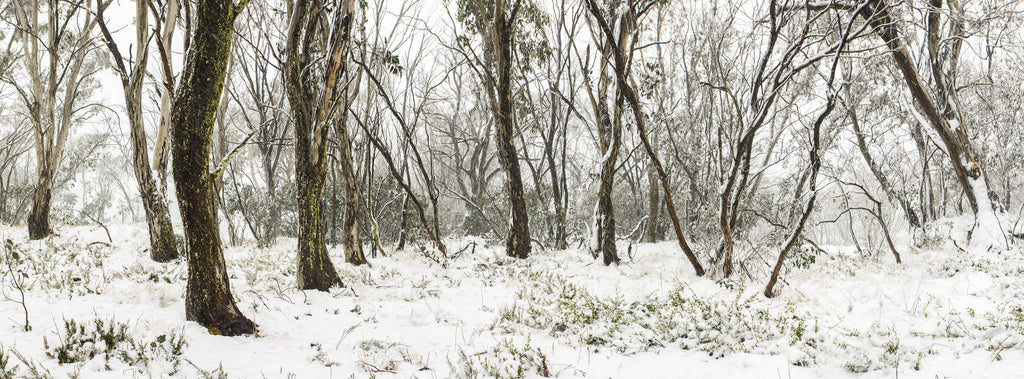 Australian snow gum forest covered in fresh snow during winter, textured eucalyptus tree trunks and alpine vegetation — fine art landscape photography by Robert Vine.
