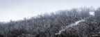 Snow-covered eucalypt forest on a misty winter hillside at Mount Selwyn — fine art landscape photograph by Robert Vine.