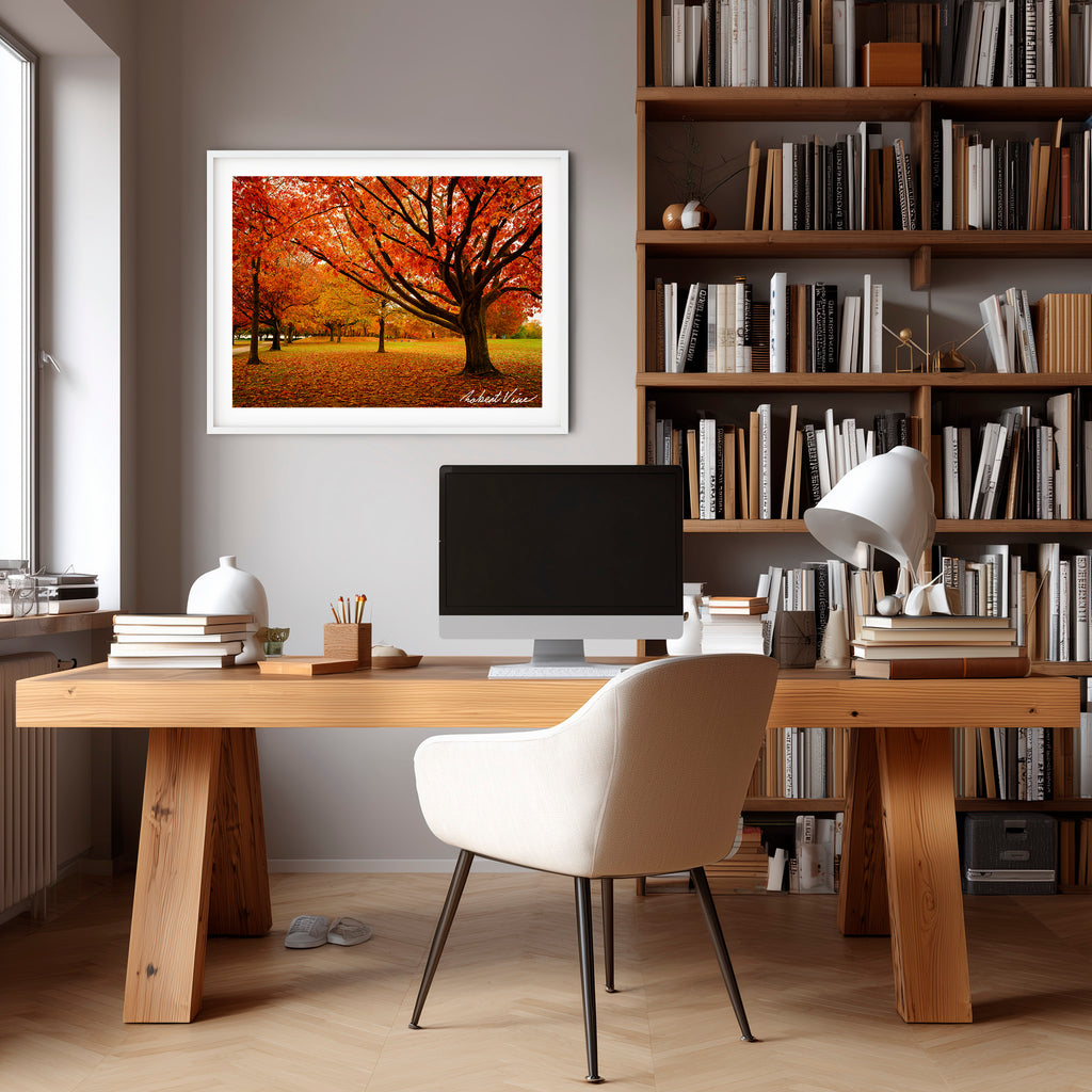 Autumn Glow in Canberra – Majestic Maple Trees Landscape Art By Robert Vine