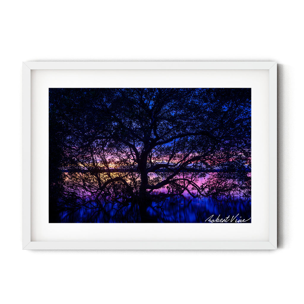 Silhouetted mangrove tree at twilight at Soldiers Point, Port Stephens, reflected in still water, photographed by Robert Vine