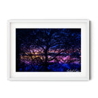 Silhouetted mangrove tree at twilight at Soldiers Point, Port Stephens, reflected in still water, photographed by Robert Vine