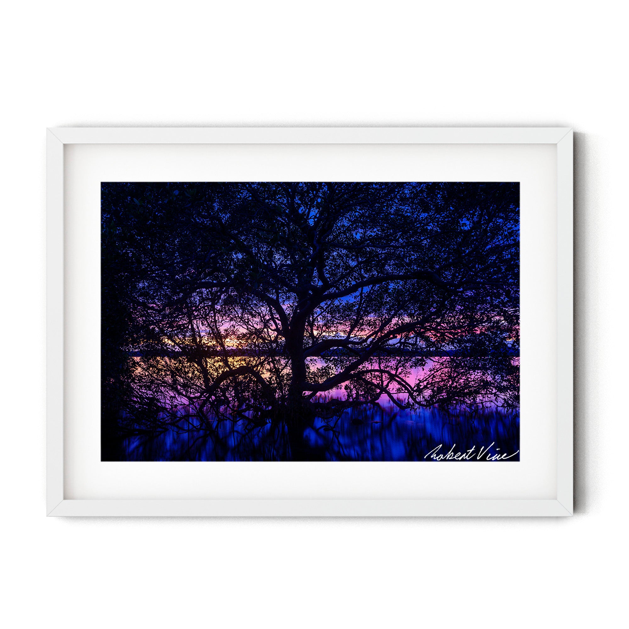 Silhouetted mangrove tree at twilight at Soldiers Point, Port Stephens, reflected in still water, photographed by Robert Vine