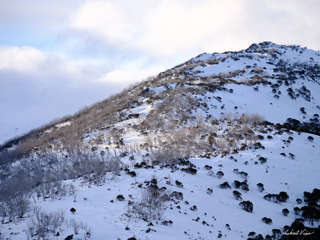 Snow-covered mountain slopes with frost-covered snow gums beneath soft winter light at Guthega in the Snowy Mountains, photographed by Robert Vine.