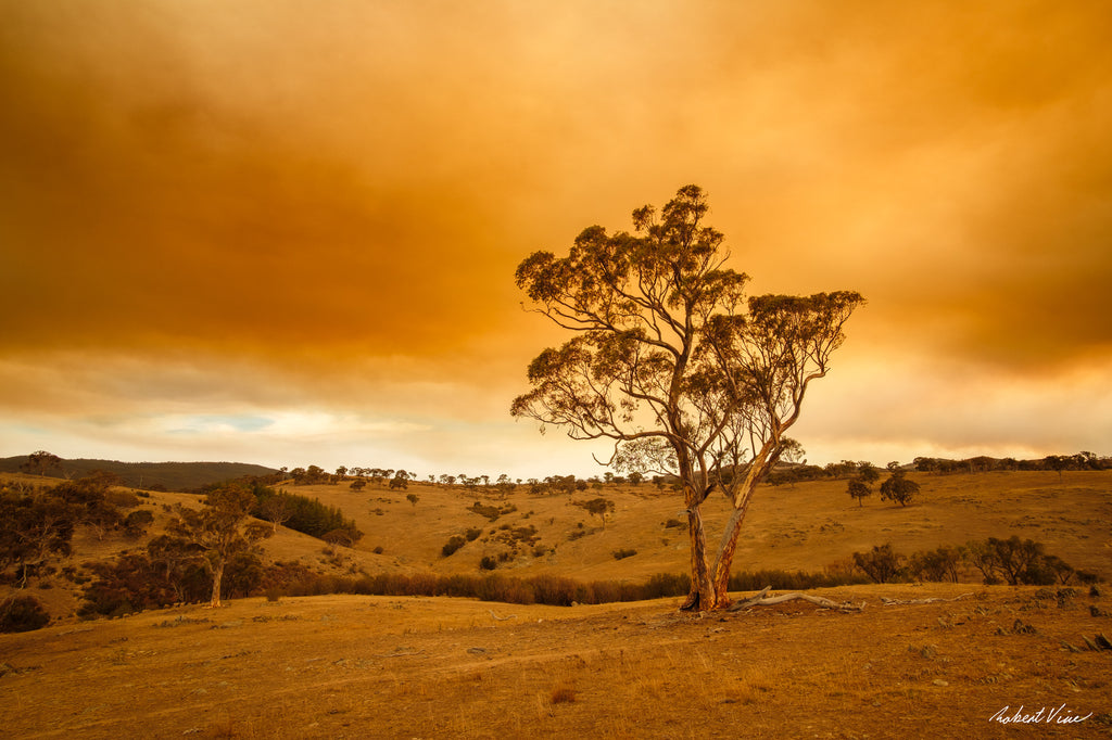 Lone eucalyptus tree beneath the brown smoke-filled sky of the 2020 bushfires in Googong, photographed by Robert Vine.