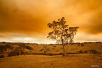 Lone eucalyptus tree beneath the brown smoke-filled sky of the 2020 bushfires in Googong, photographed by Robert Vine.