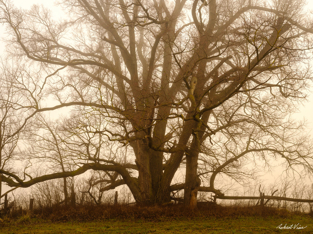 Ancient tree surrounded by early morning fog in Royalla, photographed by Robert Vine as a limited edition framed landscape art print.