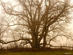 Ancient tree surrounded by early morning fog in Royalla, photographed by Robert Vine as a limited edition framed landscape art print.