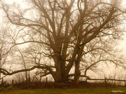 Ancient tree surrounded by early morning fog in Royalla, photographed by Robert Vine as a limited edition framed landscape art print.