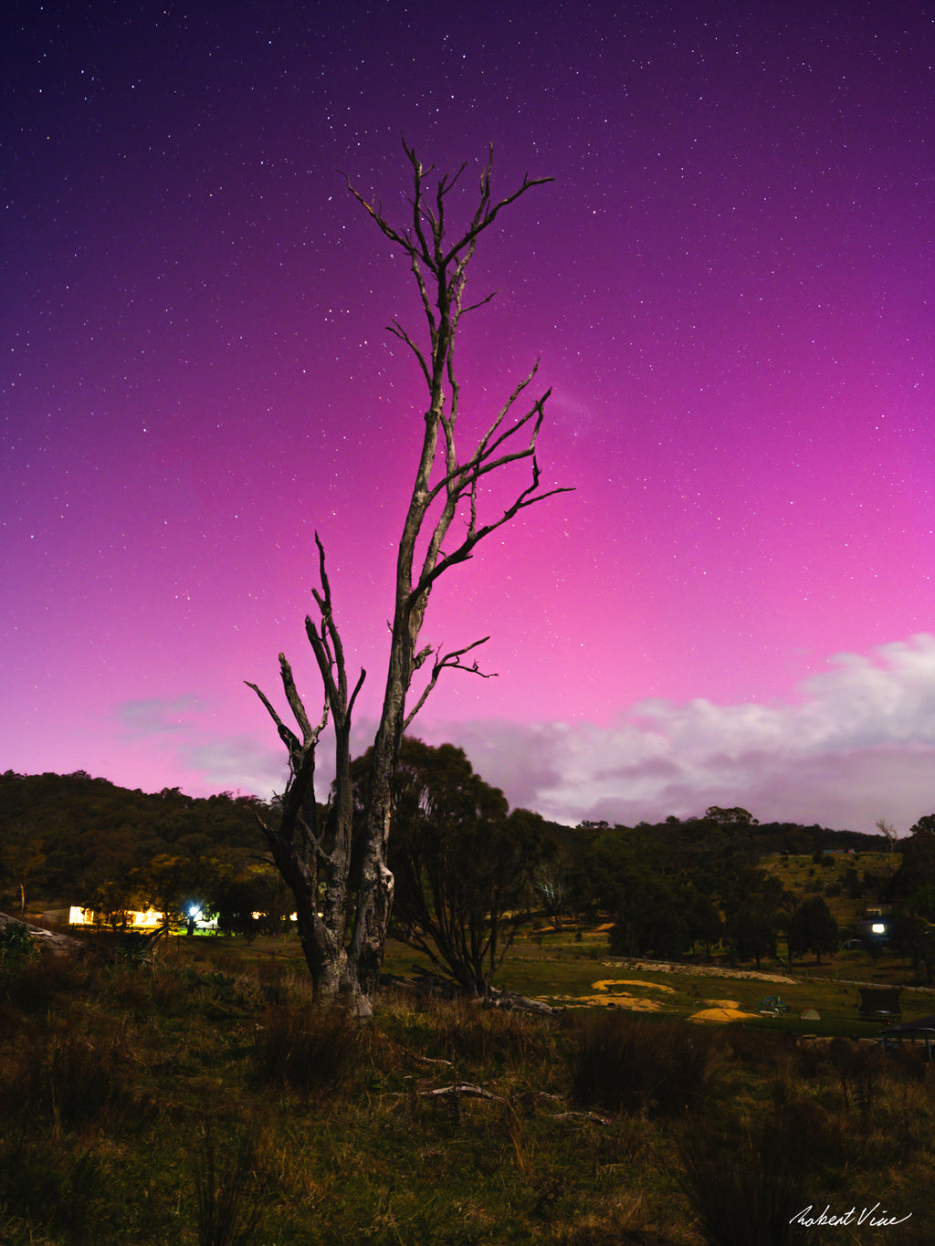 Aurora Australis glowing pink and purple behind a weathered dead tree in Googong, photographed at night by Robert Vine.