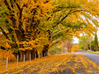 Golden autumn trees lining a quiet street in Queanbeyan, limited edition framed landscape print by Robert Vine.