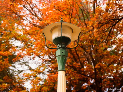 Heritage park lantern surrounded by vibrant autumn foliage in Queanbeyan Park, limited edition framed fine art print by Robert Vine.