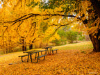 Golden autumn trees surrounding picnic tables in a Queanbeyan park, limited edition framed landscape print by Robert Vine.