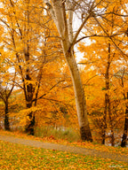 White-barked tree surrounded by brilliant golden autumn foliage in Queanbeyan, limited edition framed landscape print by Robert Vine.