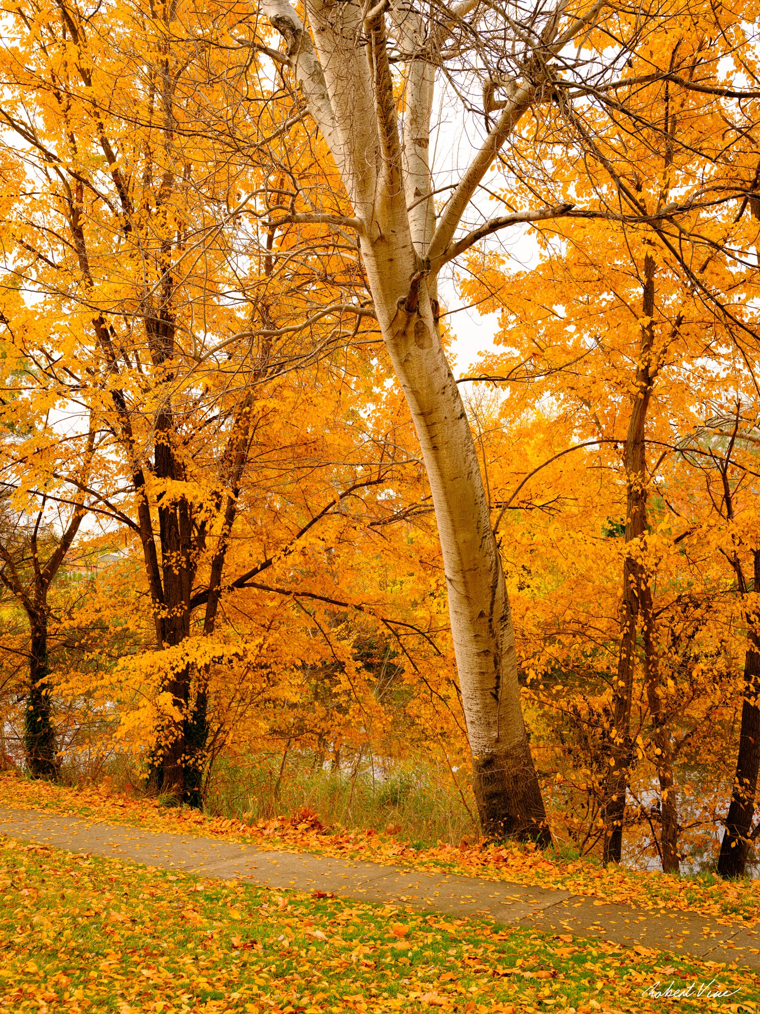 White-barked tree surrounded by brilliant golden autumn foliage in Queanbeyan, limited edition framed landscape print by Robert Vine.
