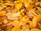 Close-up of golden autumn leaves covered in raindrops, limited edition framed fine art print by Robert Vine.