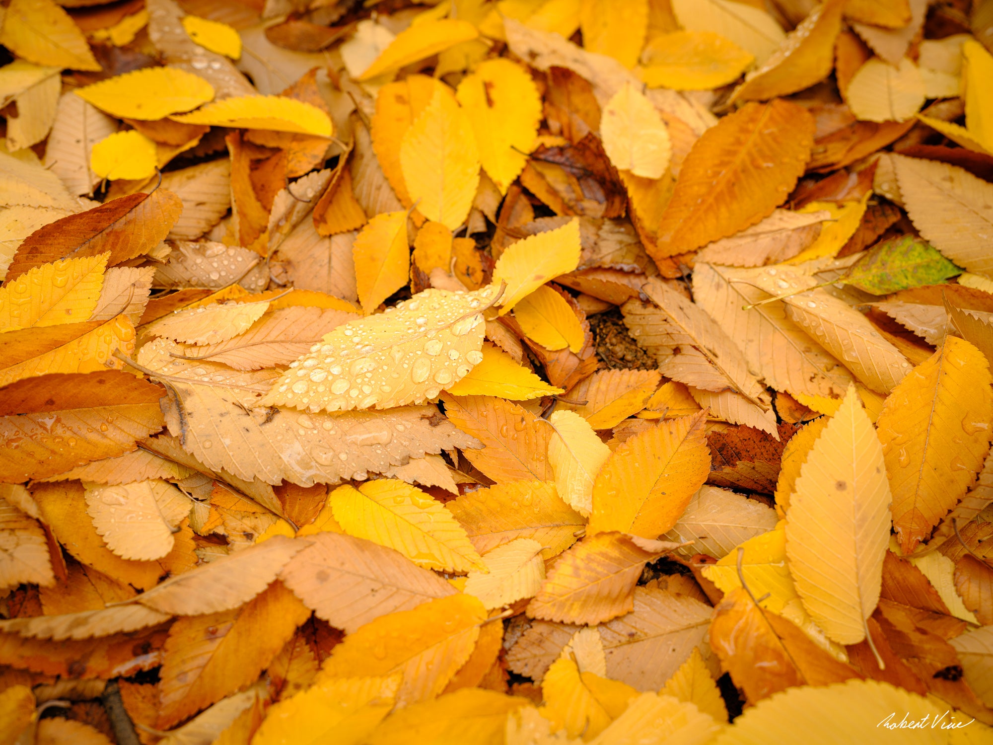 Close-up of golden autumn leaves covered in raindrops, limited edition framed fine art print by Robert Vine.