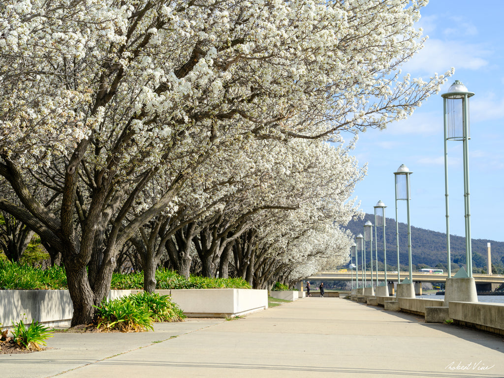 Spring flowering trees in full bloom lining the shores of Lake Burley Griffin in Canberra beneath a blue sky, photographed by Robert Vine.